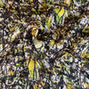 Deadstock Designer Abstract Print Silk Chiffon Fabric Yellow & Green
